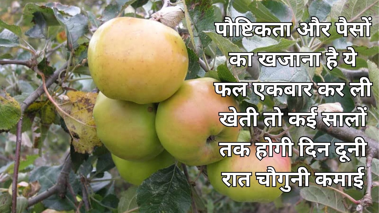 पौष्टिकता और पैसों का खजाना है ये फल, एकबार कर ली खेती तो कई सालों तक होगी ताबड़तोड़ दिन दूनी रात चौगुनी कमाई, जानिए खासियत