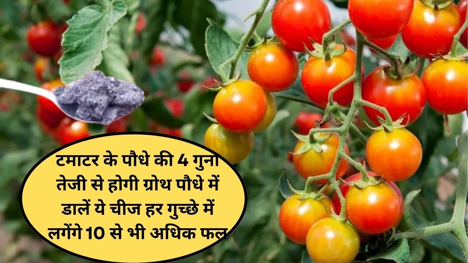 टमाटर के पौधे की 4 गुना तेजी से होगी ग्रोथ, पौधे में डालें ये मुफ्त की चीज हर गुच्छे में लगेंगे 10 से भी अधिक फल, जानिए उपयोग करने का सही तरीका