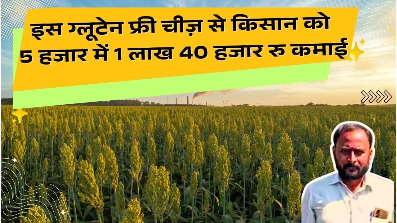 इस ग्लूटेन फ्री फसल से हुई लाखों की आमदनी