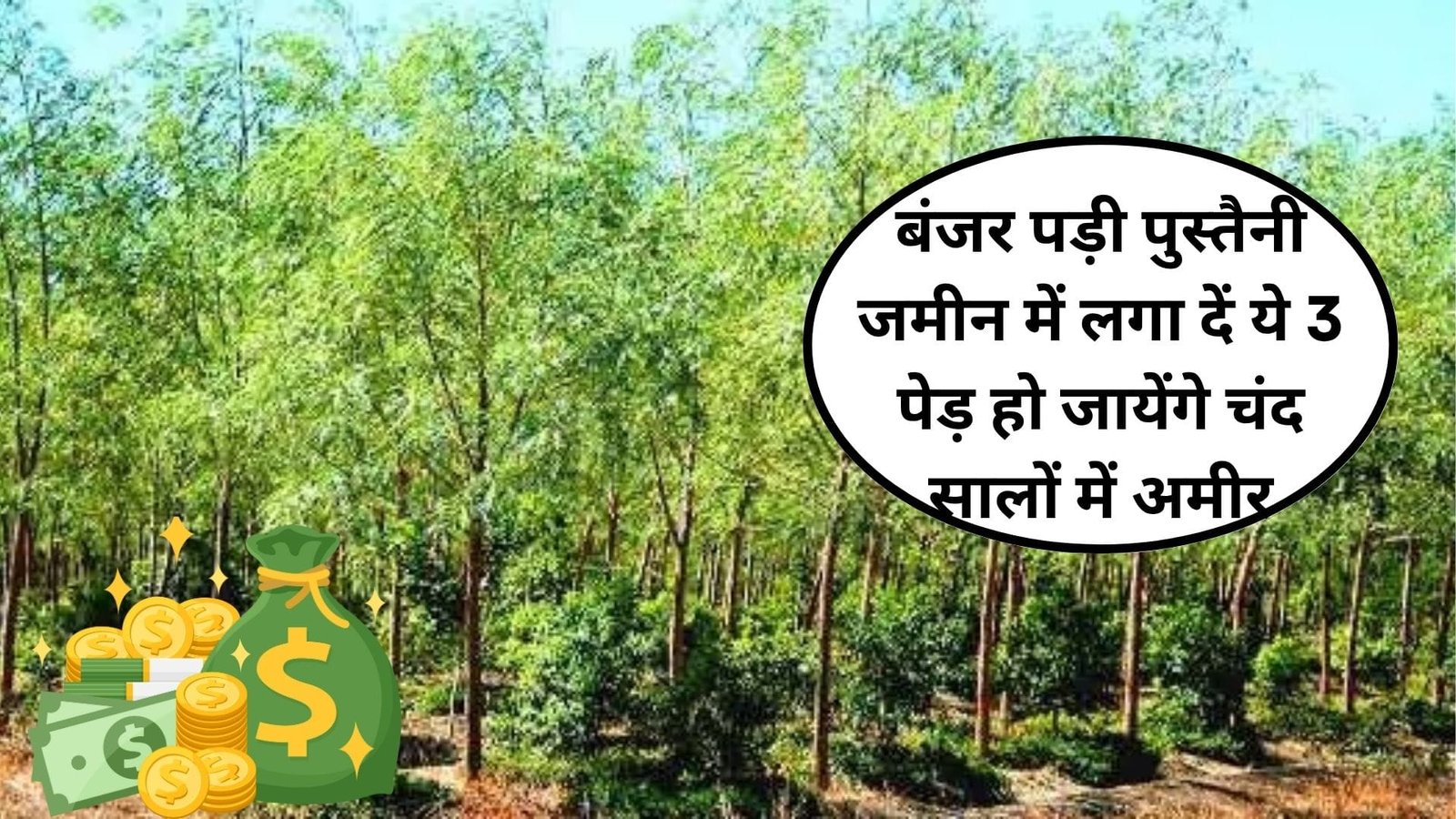 बंजर पड़ी पुस्तैनी जमीन में लगा दें ये 3 पेड़, हो जायेंगे चंद सालों में अमीर खेती से आएंगे लाखों करोड़ों रूपए, जानिए कौन-से पेड़ है।