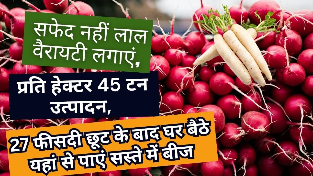 लाल मूली की काशी लोहित वैरायटी