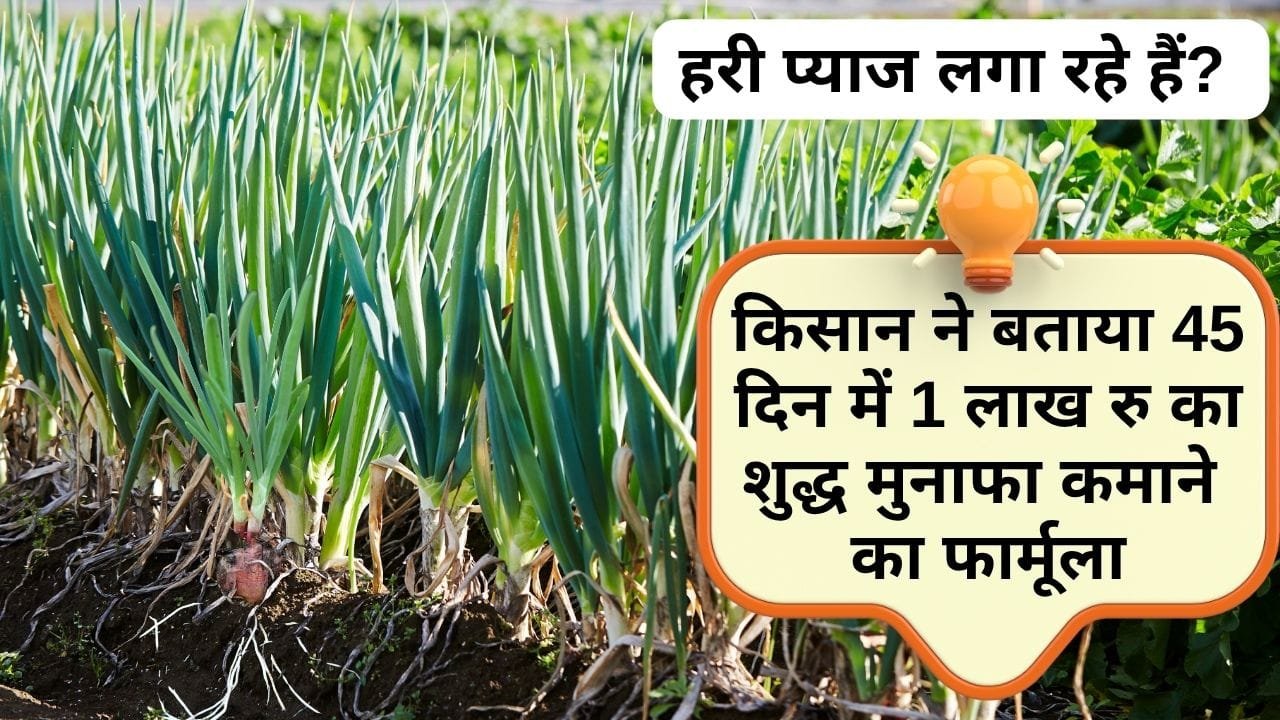 हरी प्याज की खेती में खर्च और मुनाफे