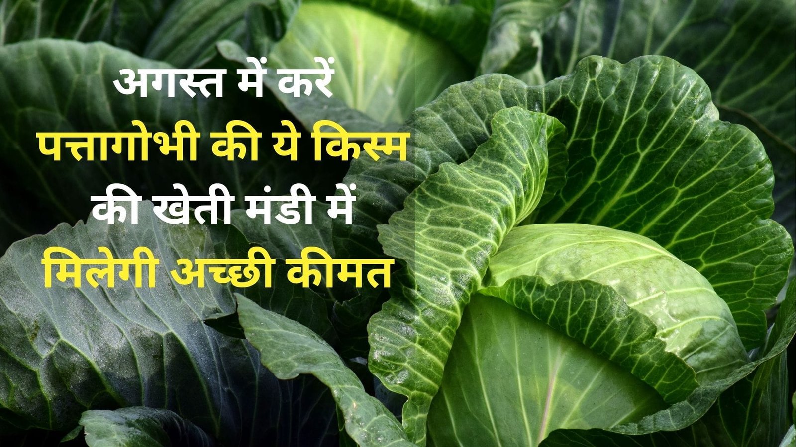 अगस्त में करें पत्तागोभी की ये किस्म की खेती, मंडी में मिलेगी अच्छी कीमत मात्र 80 दिनों में आएंगे लाखों, जानिए खासियत