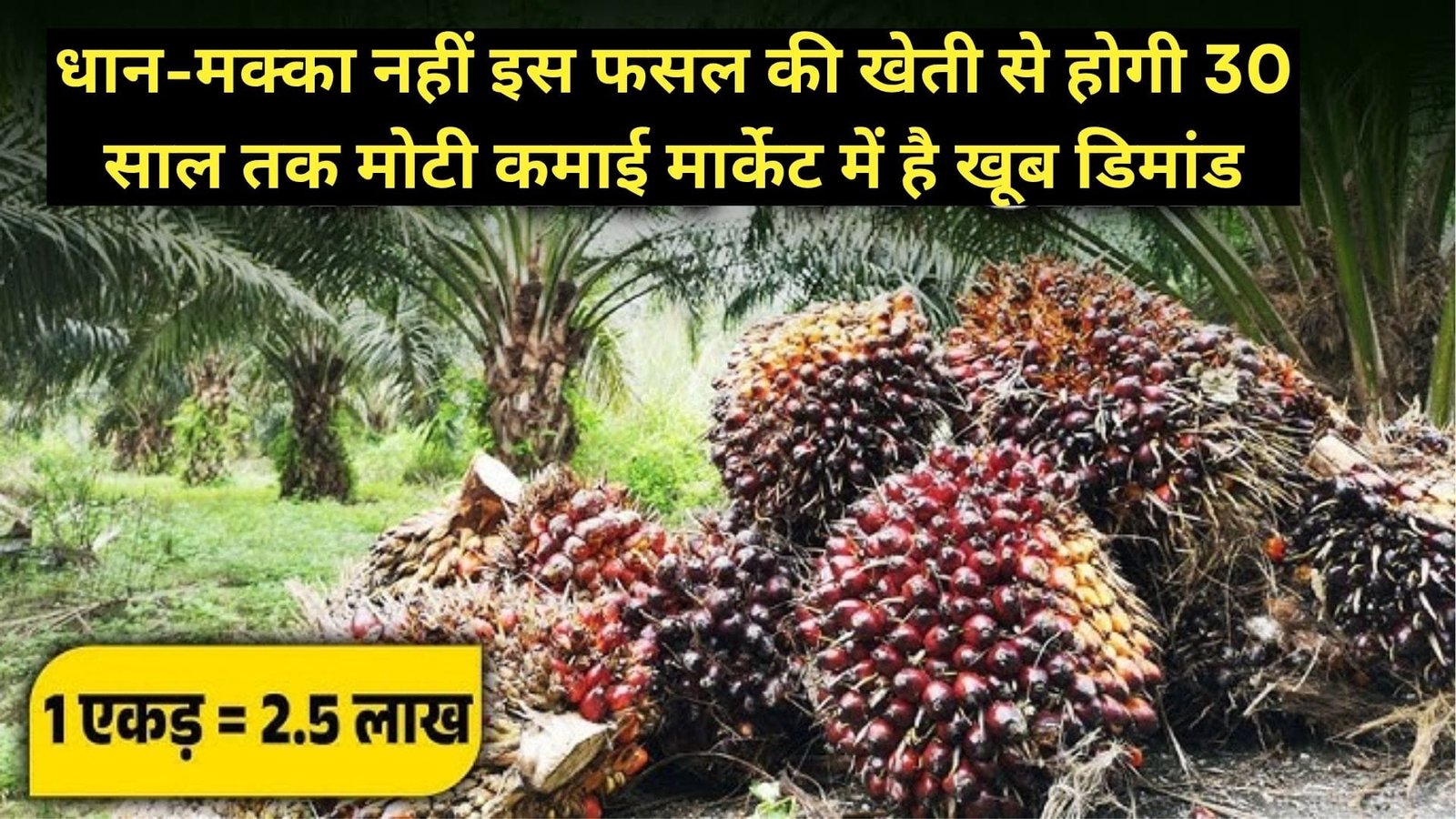 धान-मक्का नहीं इस फसल की खेती से होगी 30 साल तक मोटी कमाई, मार्केट में है खूब डिमांड खेती से किसानों को बना देगा धनवान, जानिए नाम