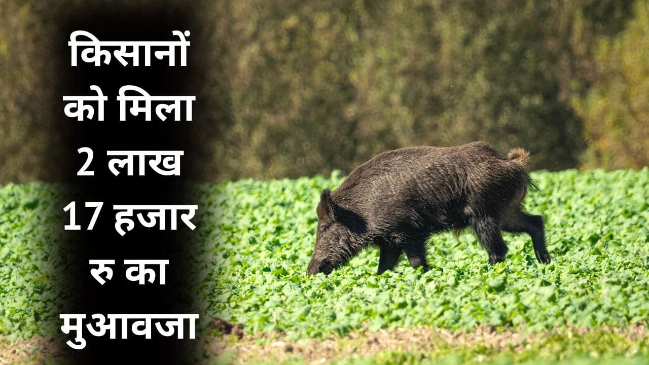 जंगली जानवरों के कारण जो फसल बर्बाद