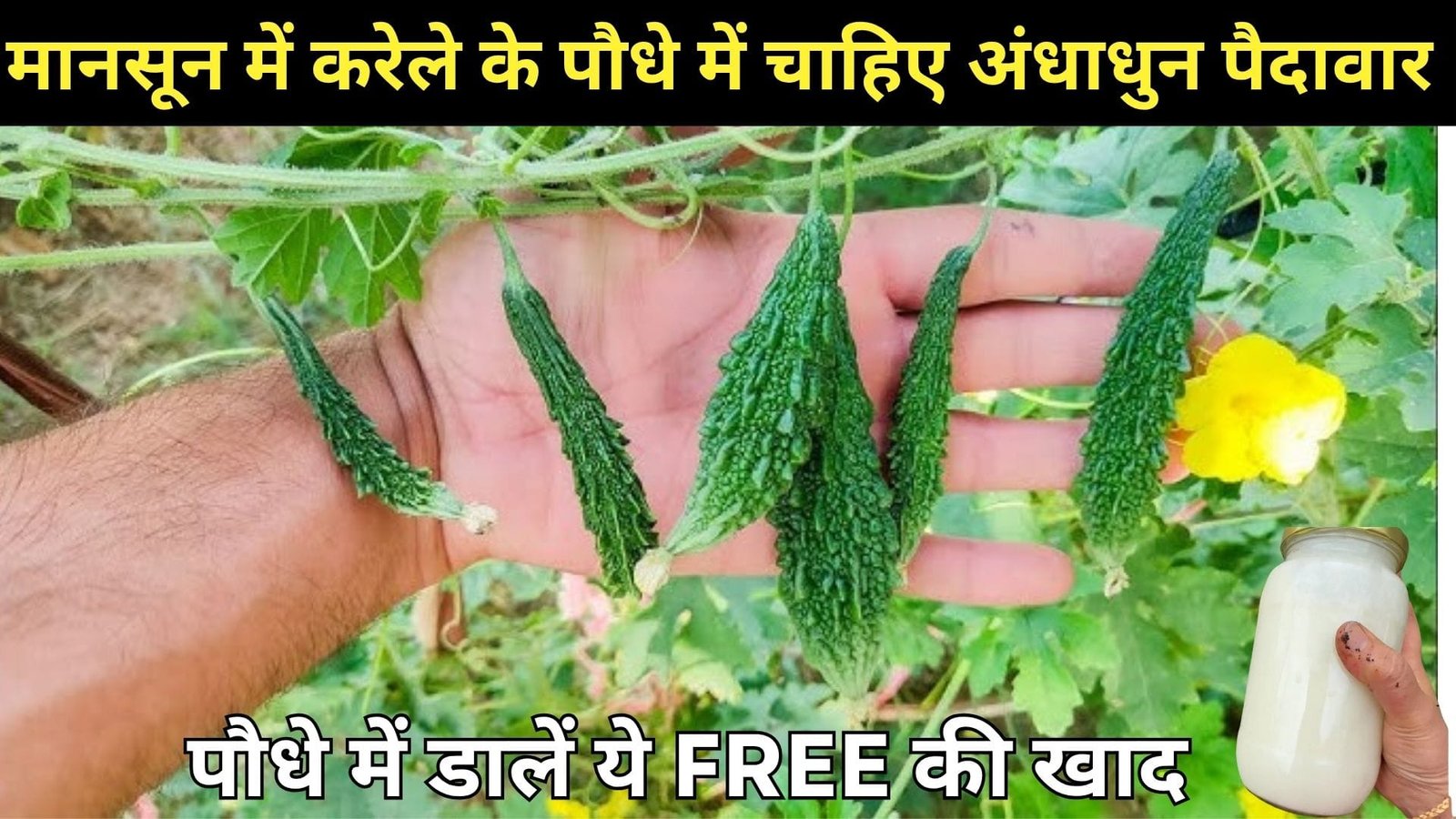 मानसून में करेले के पौधे में चाहिए अंधाधुन पैदावार, तो पौधे में डालें ये FREE की खाद बाजार से करेला खरीदना भूल जाओगे, जानिए उपज बढ़ाने की ट्रिक