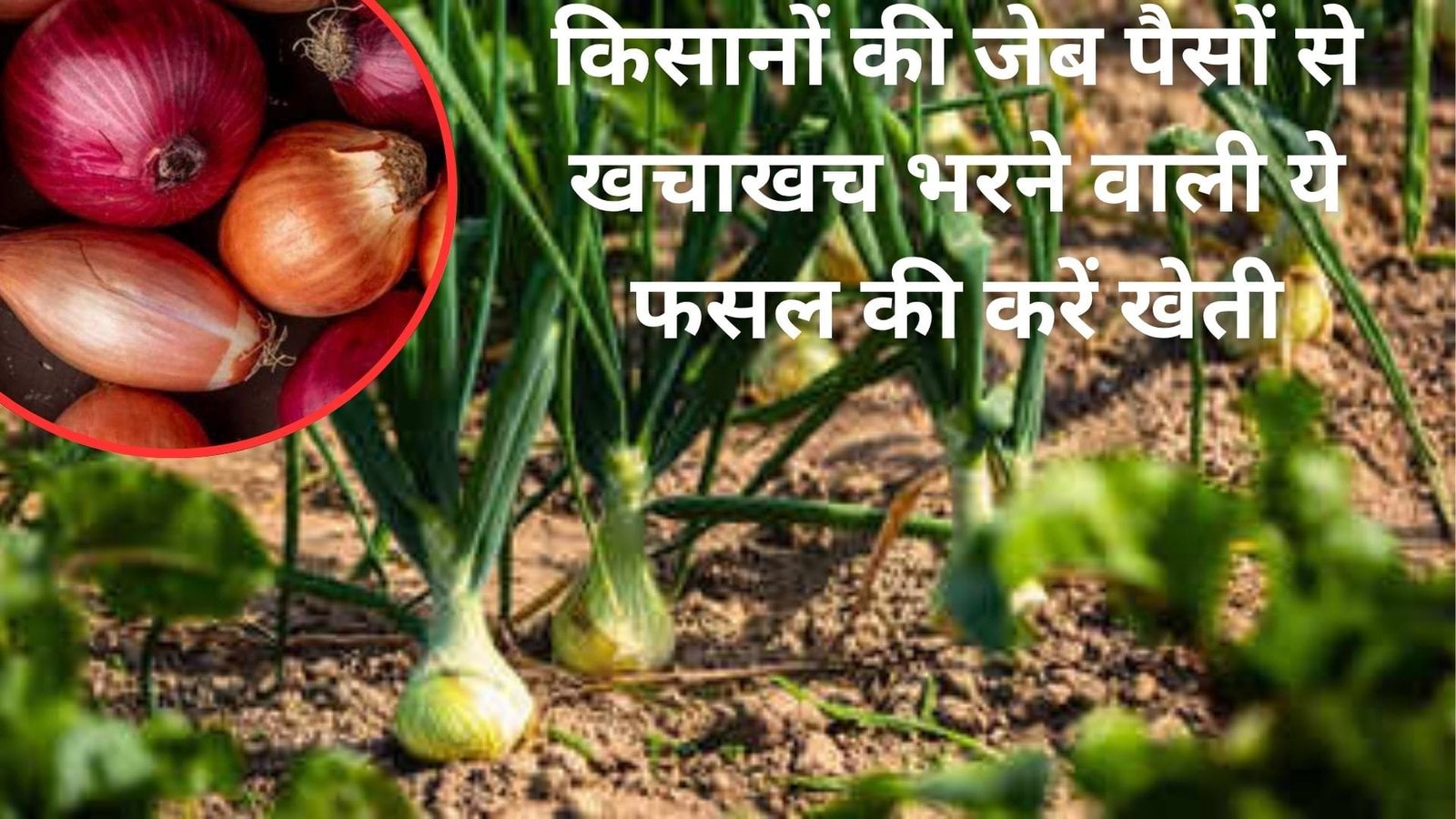 किसानों की जेब पैसों से खचाखच भरने वाली ये फसल की करें खेती, मात्र 85 दिनों में होगी पैसों की छप्परफाड़ बारिश, जानिए नाम