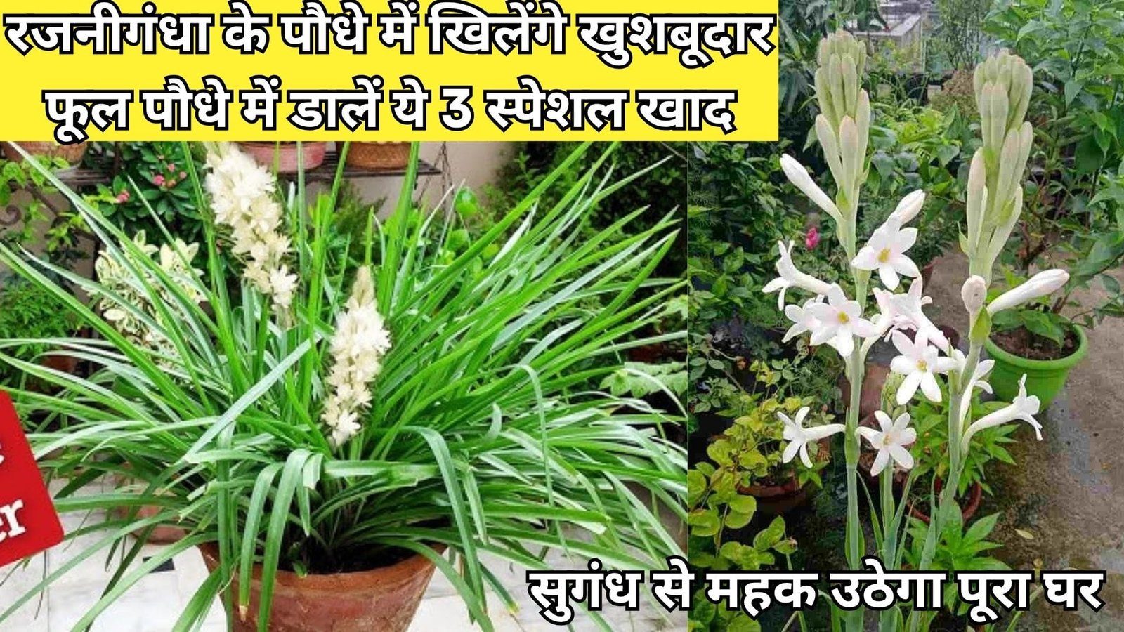 रजनीगंधा के पौधे में खिलेंगे खुशबूदार फूल, पौधे में डालें ये 3 स्पेशल खाद सुगंध से महक उठेगा पूरा घर, जानिए पौधे से फूल लेने का राज