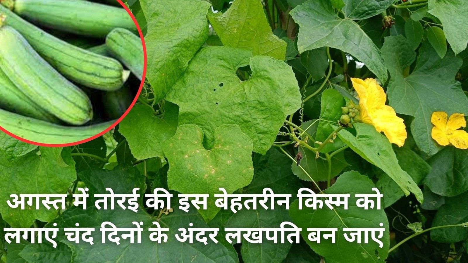 अगस्त में तोरई की इस बेहतरीन किस्म को लगाएं, चंद दिनों के अंदर लखपति बन जाएं रोगों के है प्रतिरोधी कीटनाशकों की आवश्यकता नहीं होगी