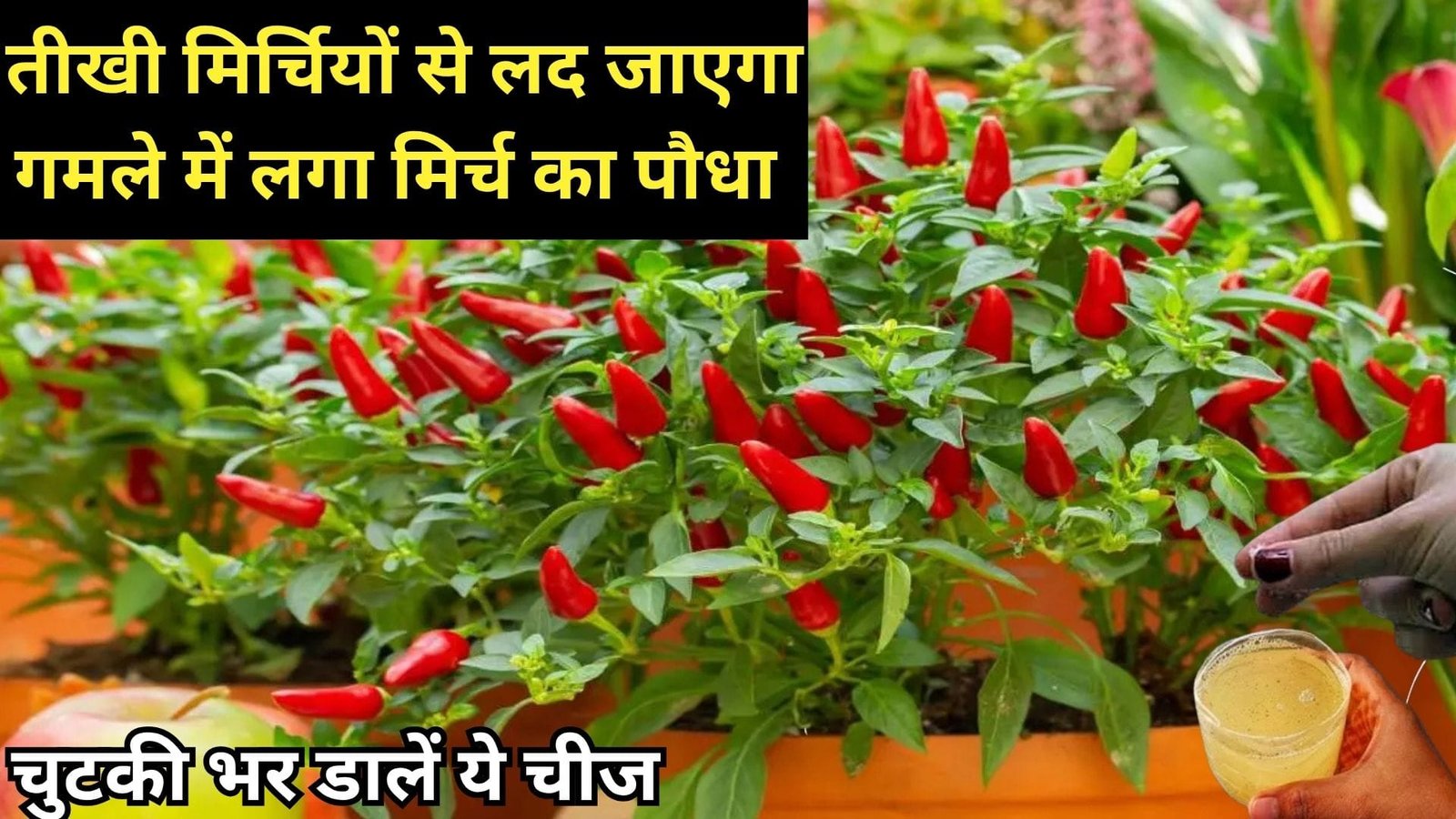 तीखी मिर्चियों से लद जाएगा गमले में लगा मिर्च का पौधा, पौधे में डालें चुटकी भर ये चमत्कारी चीज बाजार से खरीदने की नहीं पड़ेगी जरूरत
