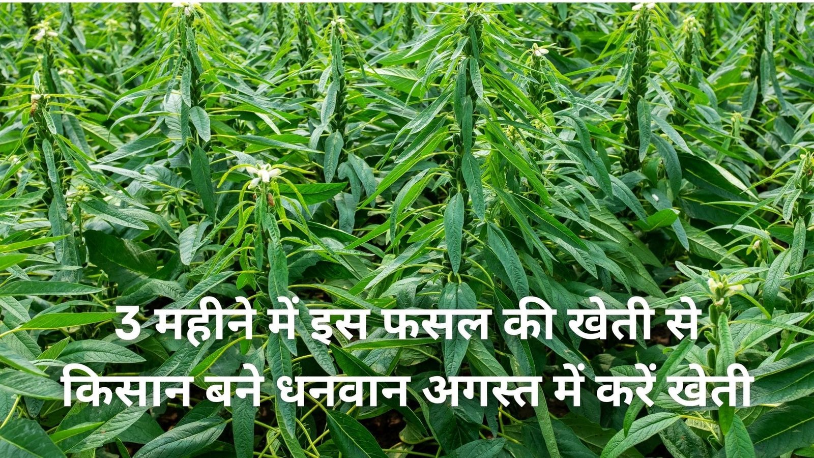 3 महीने में इस फसल की खेती से किसान बने धनवान, अगस्त में करें खेती मार्केट में देखने मिलेगी तगड़ी डिमांड, जानिए विशेषताएं