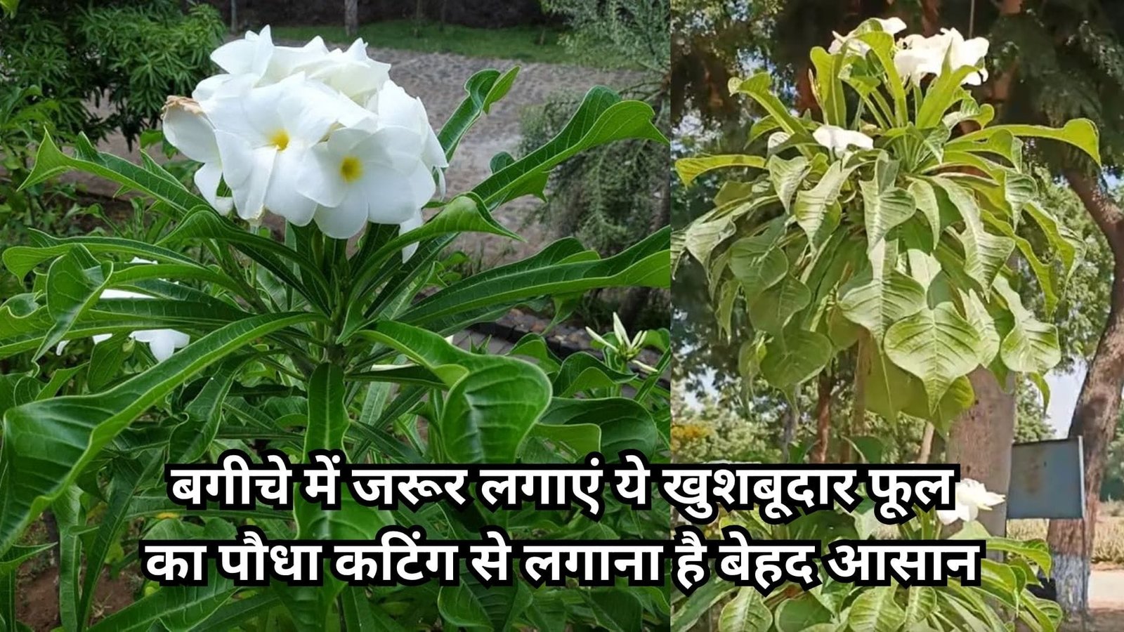 बगीचे में जरूर लगाएं ये खुशबूदार फूल का पौधा, कटिंग से लगाना है बेहद आसान खुशनुमा हो जायेगा घर का वातावरण, जानिए पौधा लगाने का तरीका