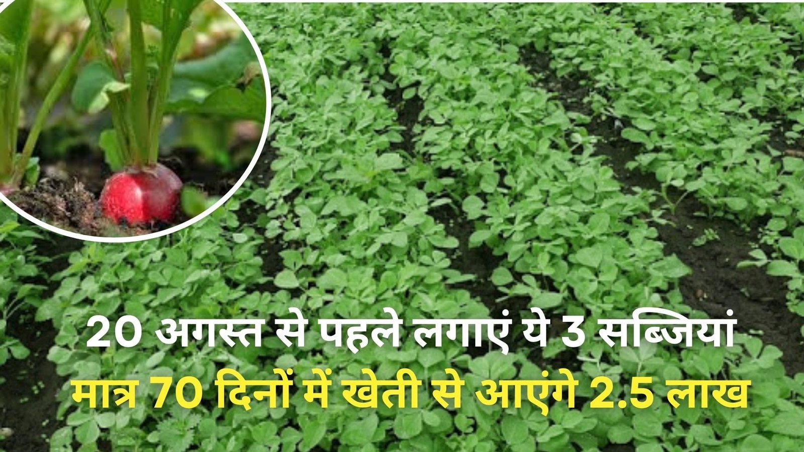 20 अगस्त से पहले लगाएं ये 3 सब्जियां, मार्केट में मिलेगा तगड़ा दाम मात्र 70 दिनों में खेती से आएंगे 2.5 लाख, जानिए कौन-सी फसल है