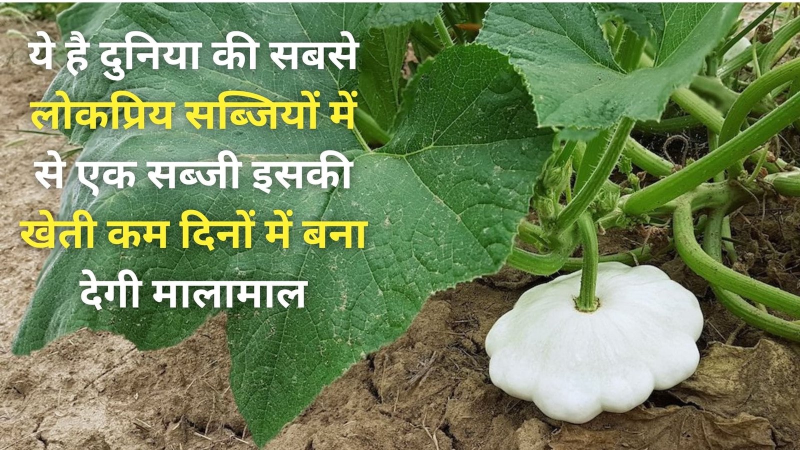 ये है दुनिया की सबसे लोकप्रिय सब्जियों में से एक सब्जी, इसकी खेती कम दिनों में बना देगी मालामाल, जानिए कौन-सी सब्जी है