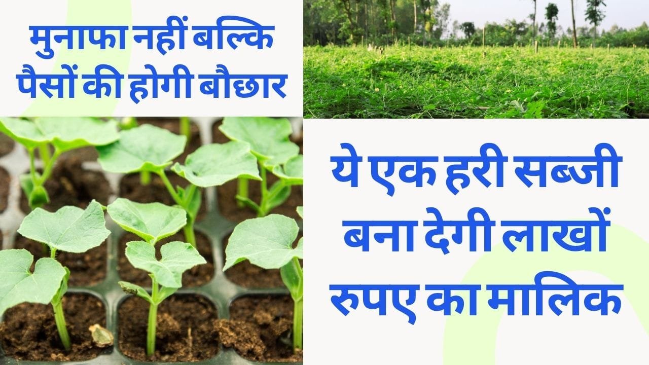 लौकी की खेती