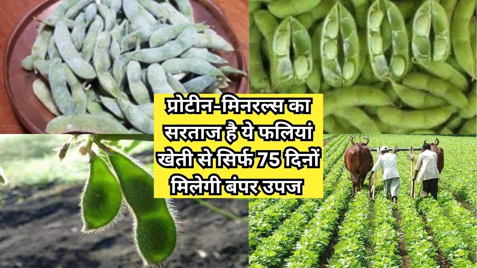 प्रोटीन-मिनरल्स का सरताज है ये फलियां, खेती से सिर्फ 75 दिनों मिलेगी बंपर उपज और लाखों का मुनाफा, जानिए खेती करने का तरीका