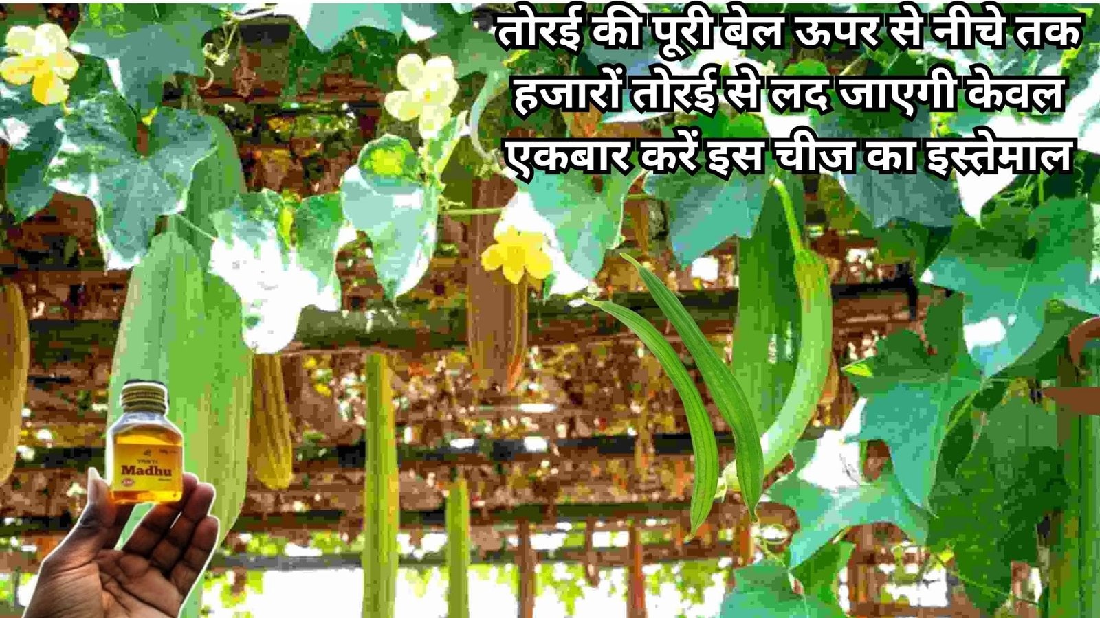 तोरई की पूरी बेल ऊपर से नीचे तक हजारों तोरई से लद जाएगी, केवल एकबार करें इस चीज का इस्तेमाल पड़ोसियों को भी बांटते-बांटते थक जायेंगे