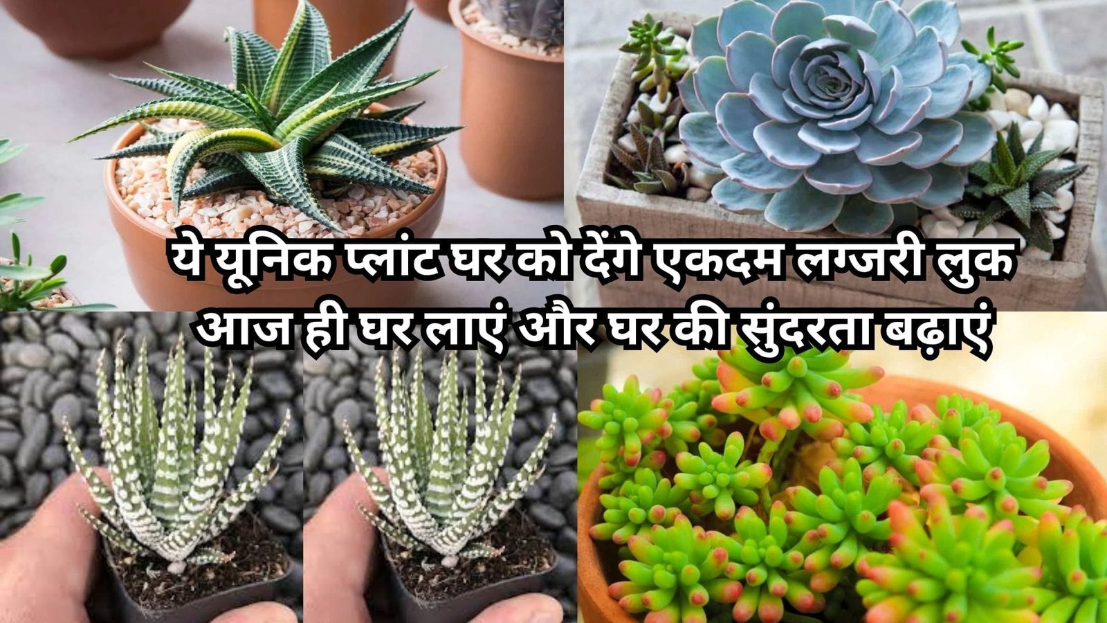 ये यूनिक प्लांट घर को देंगे एकदम लग्जरी लुक, आज ही घर लाएं और घर की सुंदरता बढ़ाएं, जानिए नाम