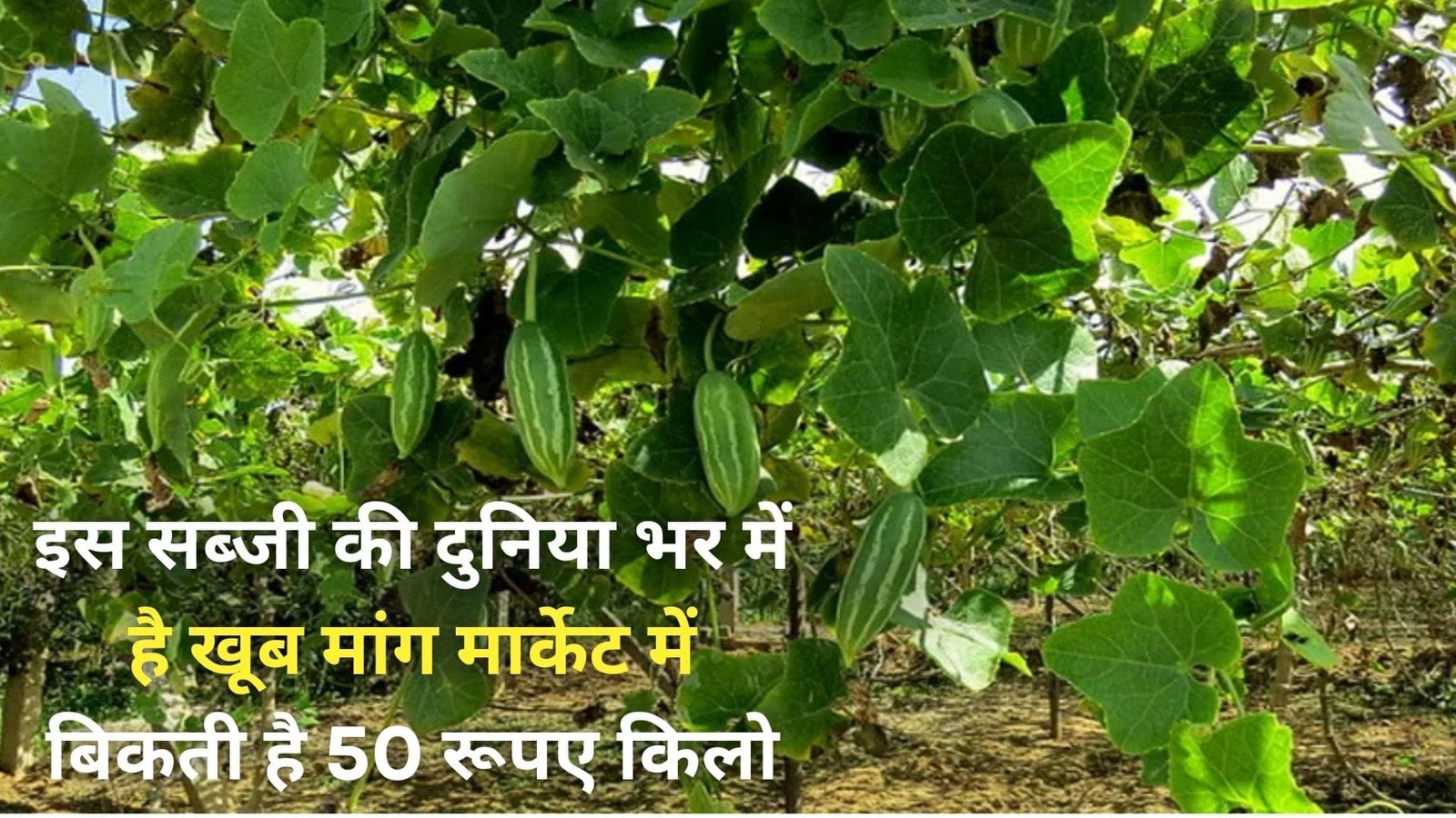 इस सब्जी की दुनिया भर में है खूब मांग, मार्केट में बिकती है 50 रूपए किलो 80 दिनों में मालामाल हो जायेंगे किसान, जानिए खेती का तरीका
