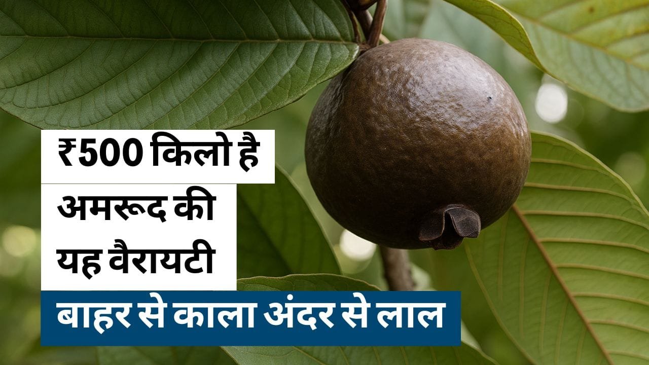 ब्लैक डायमंड अमरूद की खासियत