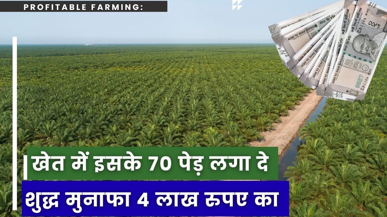 खजूर की खेती कहां कर सकते हैं