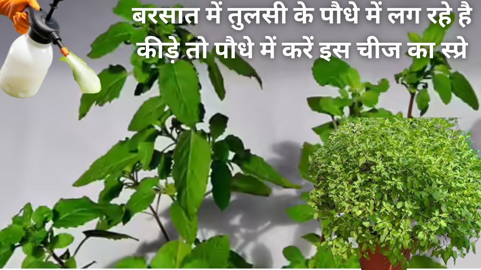 बरसात में तुलसी के पौधे में लग रहे है कीड़े, तो पौधे में करें इस चीज का स्प्रे और डालें ये खाद बरगद जैसा घना हो जाएगा पौधा, जानिए नाम