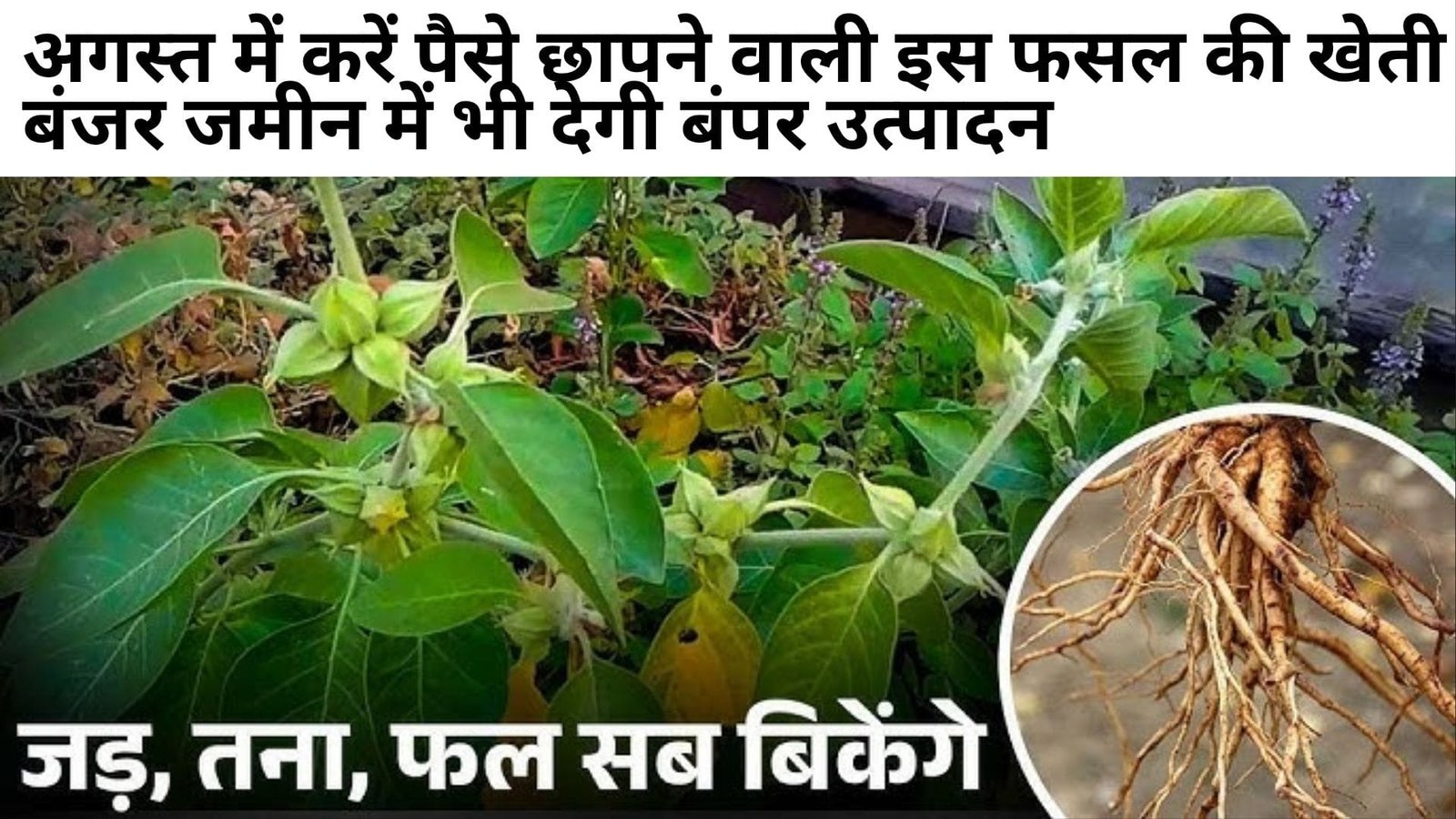 अगस्त में करें पैसे छापने वाली इस फसल की खेती, बंजर जमीन में भी देगी बंपर उत्पादन लागत से कई गुना ज्यादा होगा मुनाफा, जानिए नाम