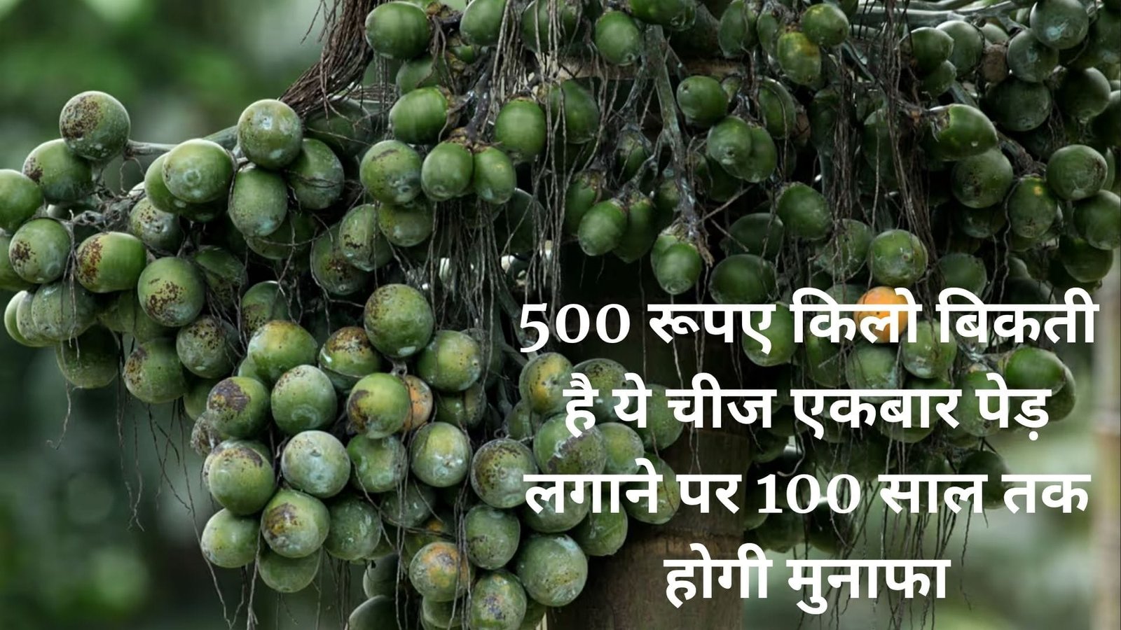 500 रूपए किलो बिकती है ये चीज, एकबार पेड़ लगाने पर 100 साल तक होगी मुनाफा खेती से बन जाएंगे करोड़पति, जानिए नाम