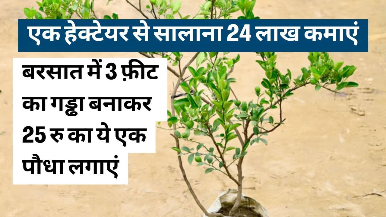 बरसात में नींबू की खेती