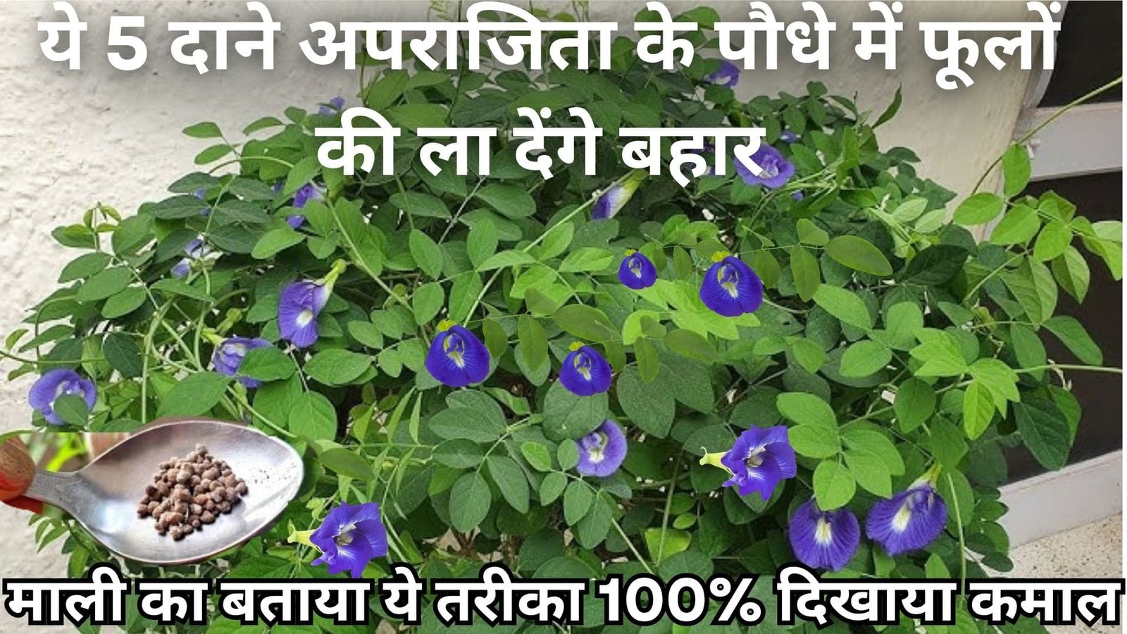 ये 5 दाने अपराजिता के पौधे में फूलों की ला देंगे बहार, माली का बताया ये तरीका 100% दिखाया कमाल, जानिए नाम