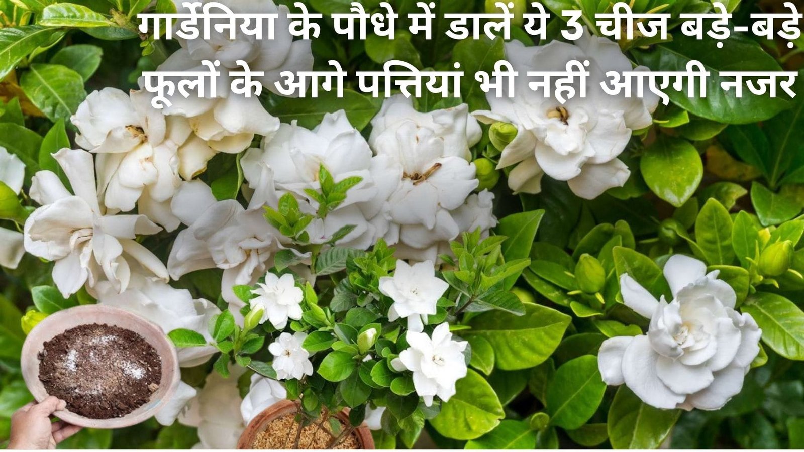 गार्डेनिया के पौधे में आएगी बड़ी-बड़ी कलियाँ और फूल, पौधे में डालें ये 3 चीज बड़े-बड़े फूलों के आगे पत्तियां भी नहीं आएगी नजर, जानिए नाम