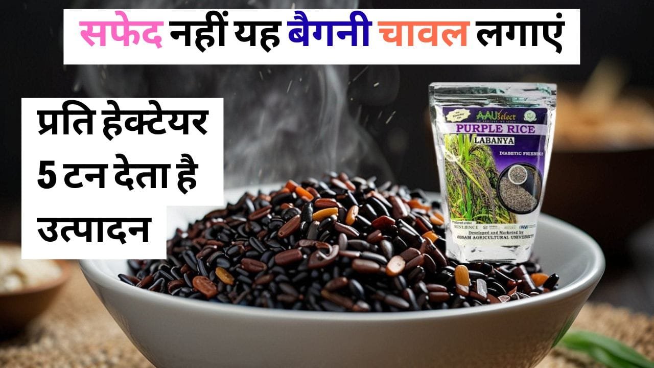 बैगनी रंग के चावल