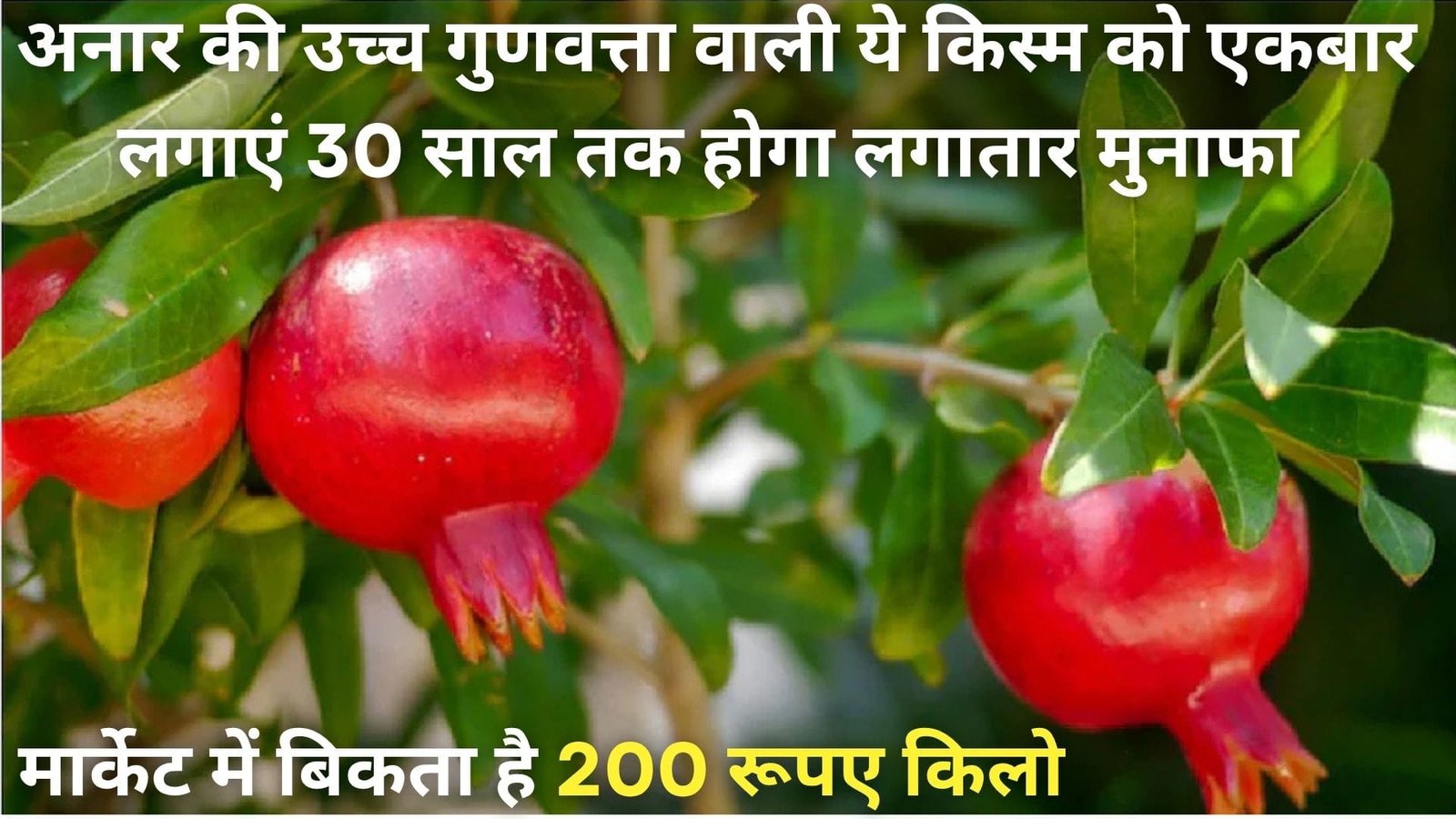 अनार की उच्च गुणवत्ता वाली ये किस्म लगाएं, 4 साल में शुरू हो जाएगी उपज मार्केट में बिकता है 200 रूपए किलो 30 साल तक होगा लगातार मुनाफा