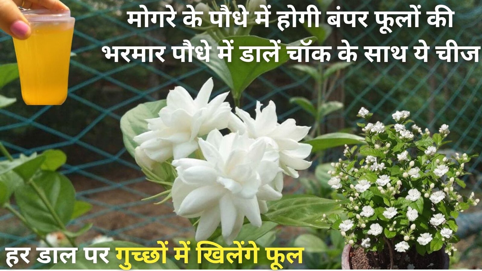 मोगरे के पौधे में होगी बंपर फूलों की भरमार, बस पौधे में डालें चॉक के साथ किचन में रखी ये चीज हर डाल पर गुच्छों में खिलेंगे फूल और बनेगी हजारों कलियाँ