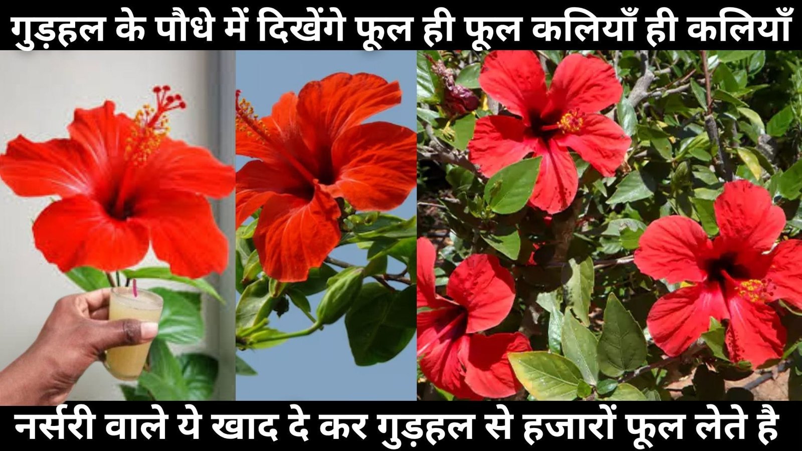 गुड़हल के पौधे में दिखेंगे फूल ही फूल कलियाँ ही कलियाँ, एकबार डालें नींबू के साथ ये चीज से बनी खाद खिलखिला उठेगा पौधा, जानिए नाम