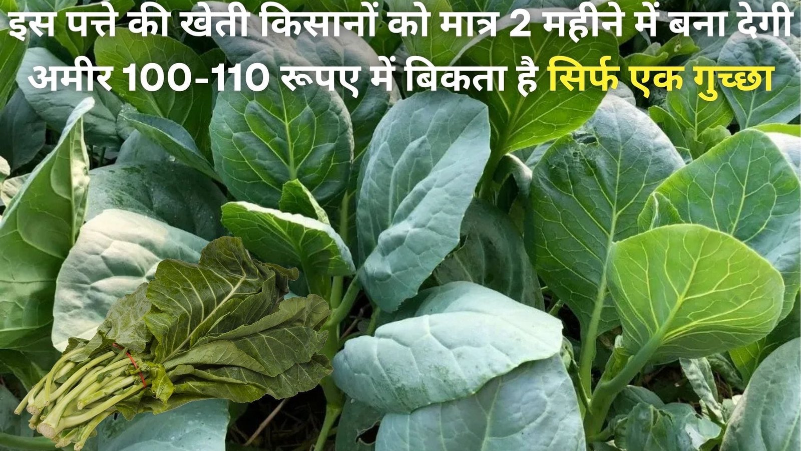 इस पत्ते की खेती किसानों को मात्र 2 महीने में बना देगी अमीर, 100-110 रूपए में बिकता है सिर्फ एक गुच्छा मार्केट में है खूब डिमांड, जानिए नाम