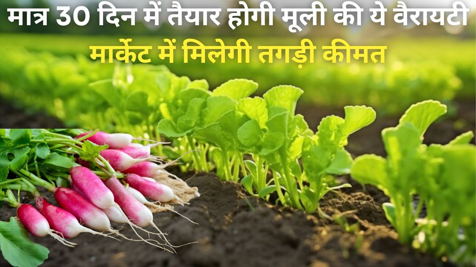 मात्र 30 दिन में तैयार होगी मूली की ये वैरायटी, मार्केट में मिलेगी तगड़ी कीमत कम लागत में खेती से हो जायेंगे लखपति, जानिए कौन-सी किस्म है