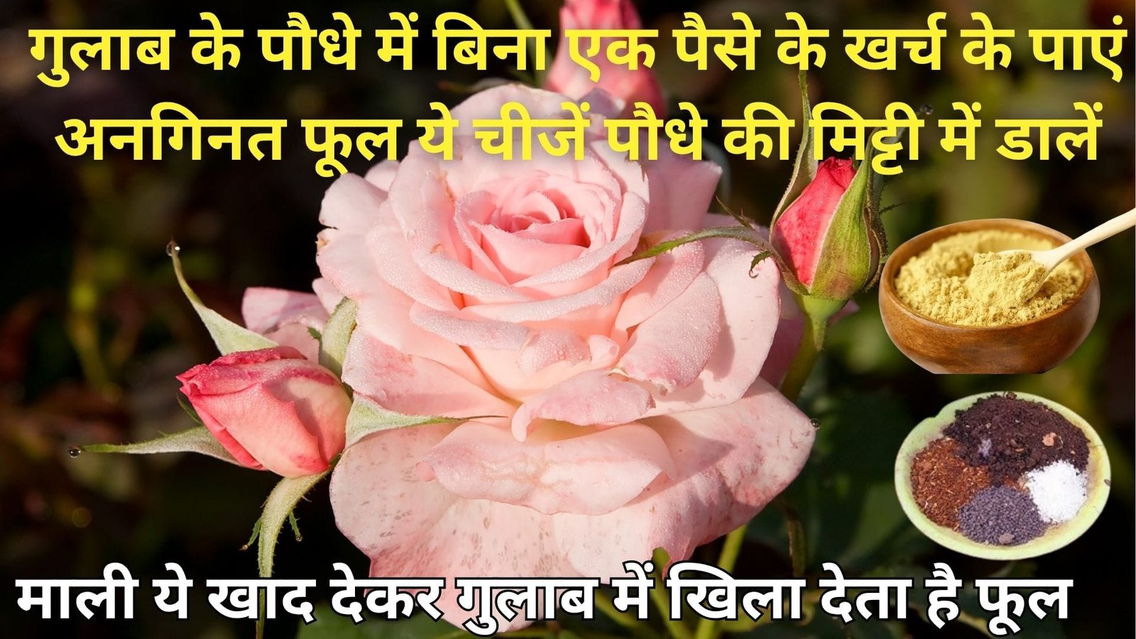 गुलाब के पौधे में बिना एक पैसे के खर्च के पाएं अनगिनत फूल, ये चीजें पौधे की मिट्टी में डालें माली ये खाद दे कर गुलाब में खिला देता है सैकड़ों फूल