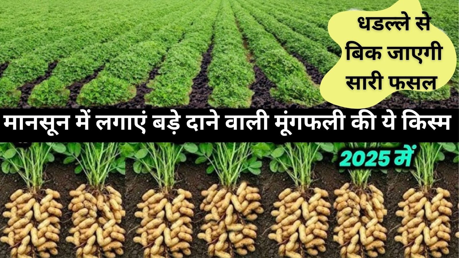 मानसून में लगाएं बड़े दाने वाली मूंगफली की ये किस्म, धडल्ले से बिक जाएगी सारी फसल खेती से बन जायेंगे धन्ना सेठ, जानिए बुआई का तरीका
