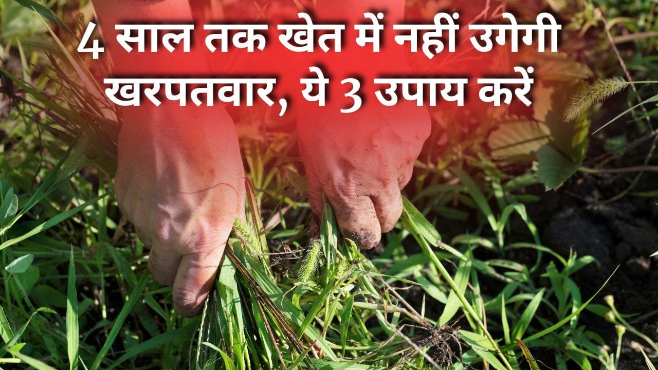 खरपतवार रोकने के तीन उपाय