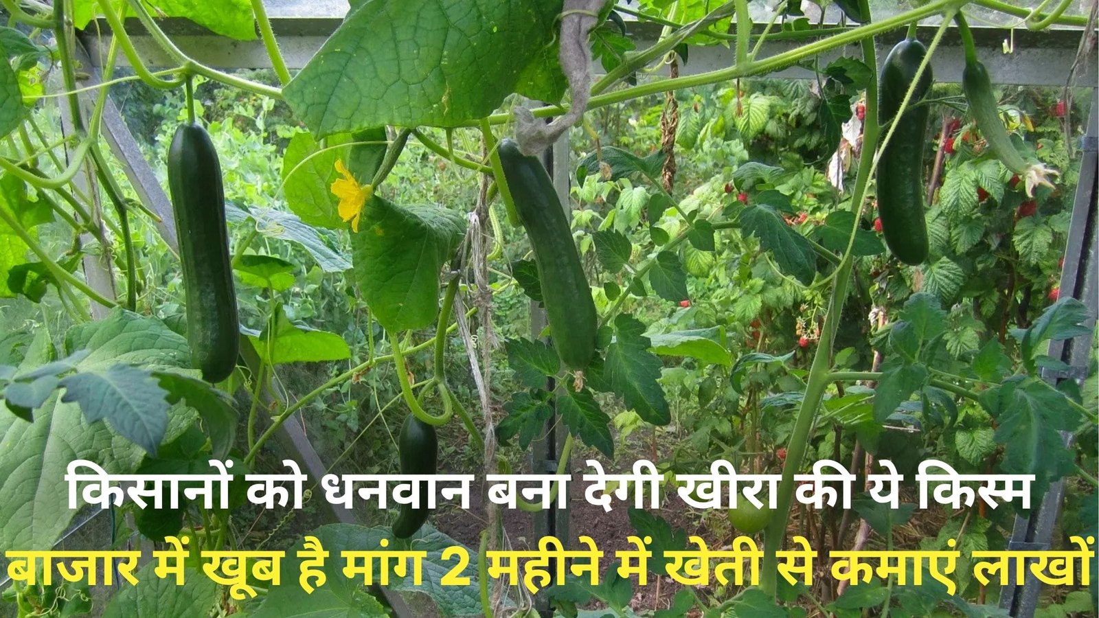 किसानों को धनवान बना देगी खीरा की ये किस्म, बाजार में खूब है मांग 2 महीने में कम लागत में खेती से कमाएं लाखों, जानिए नाम