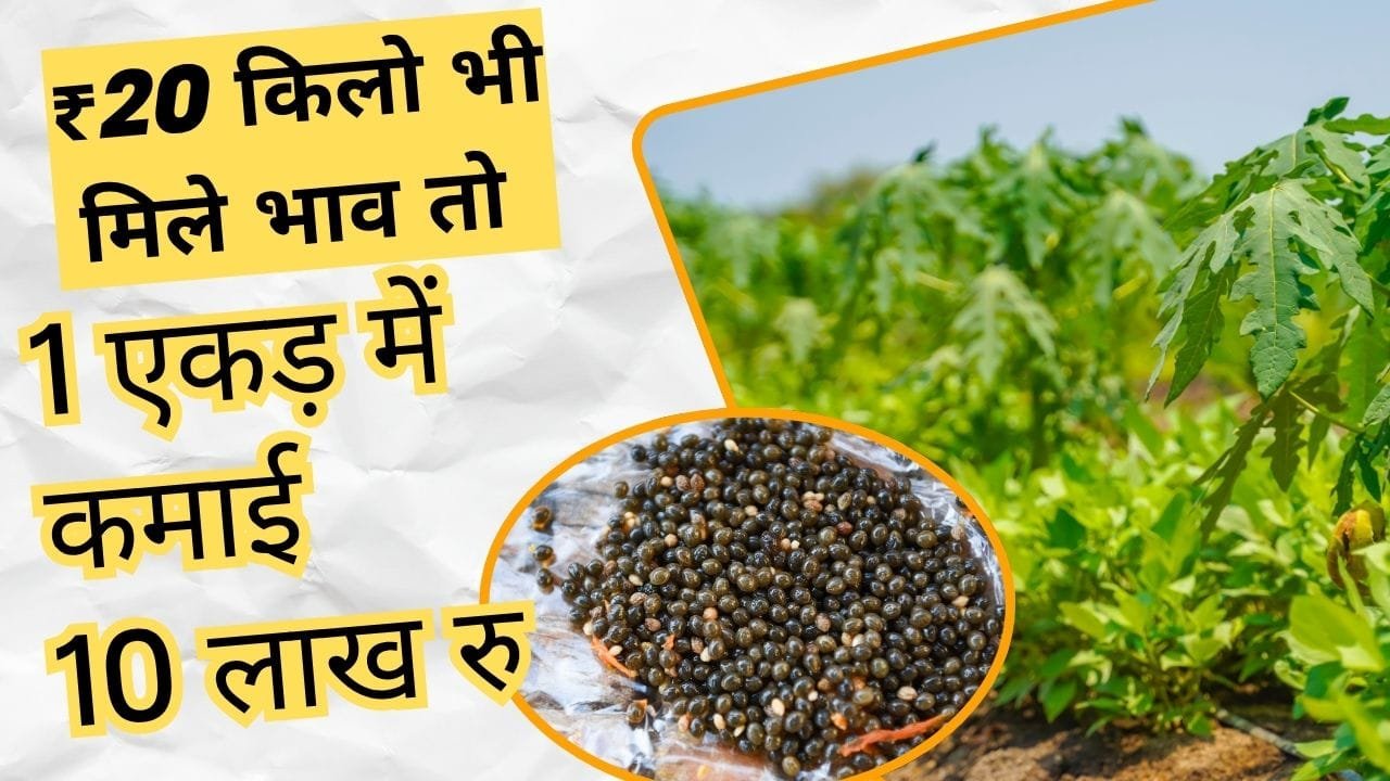 पपीता की खेती में कमाई