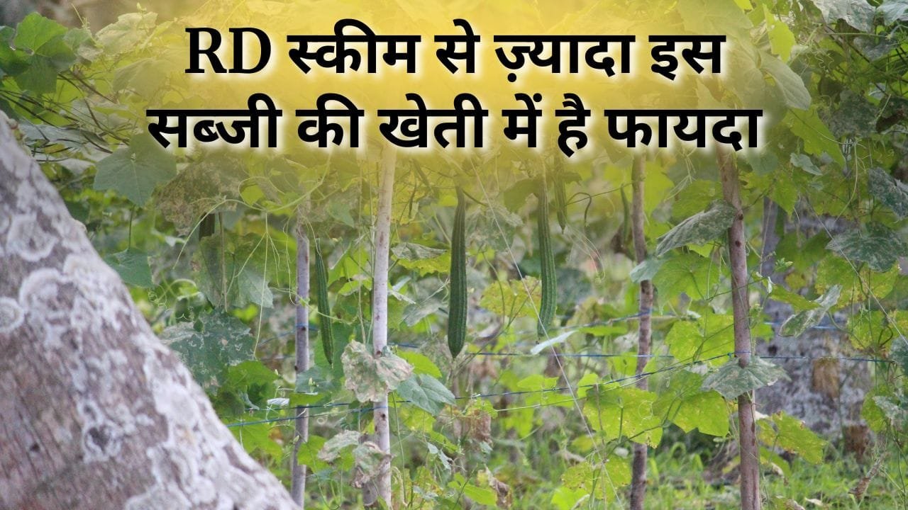 एकड़ में तोरई की फसल से उत्पादन