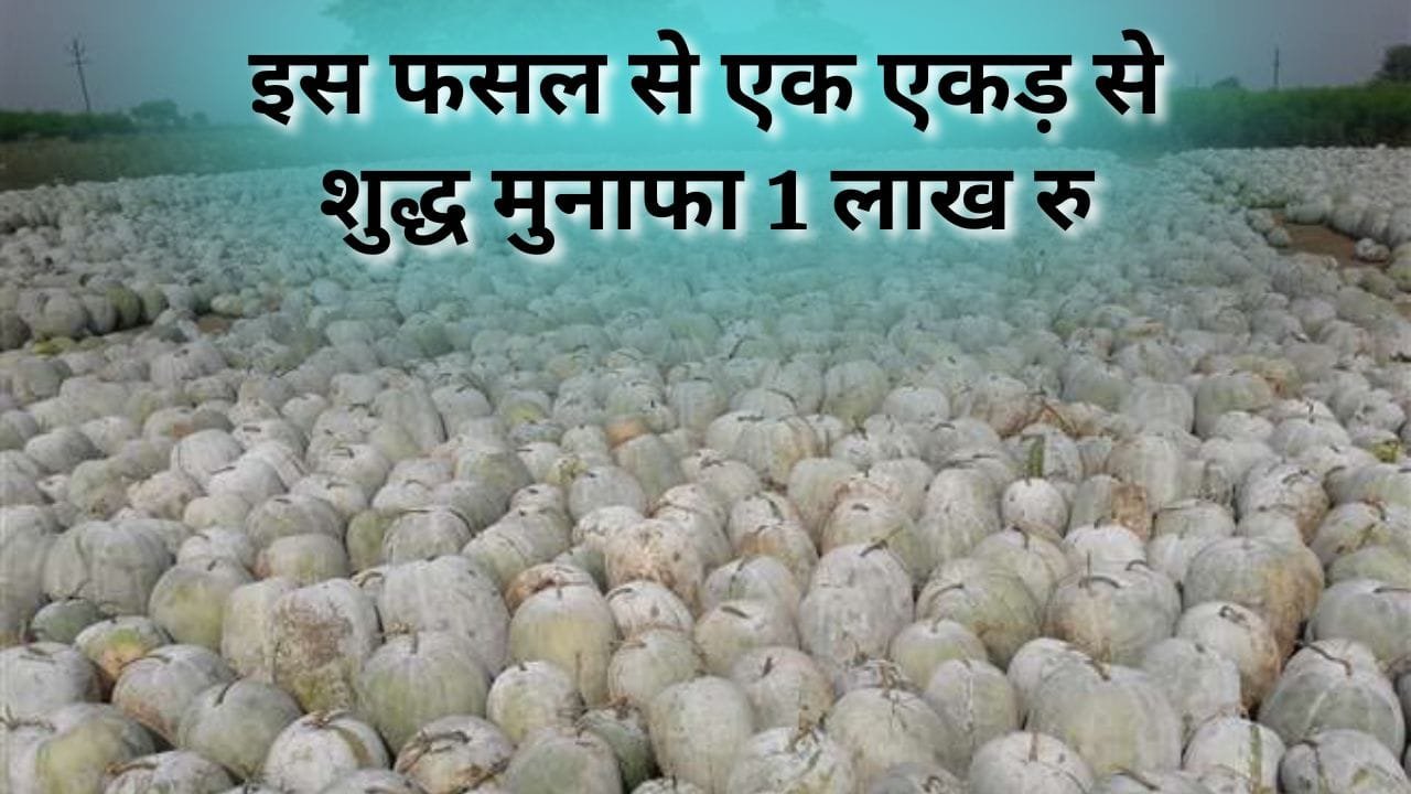 बरसात में यह फसल 1 लाख रु मुनाफा दे सकती है