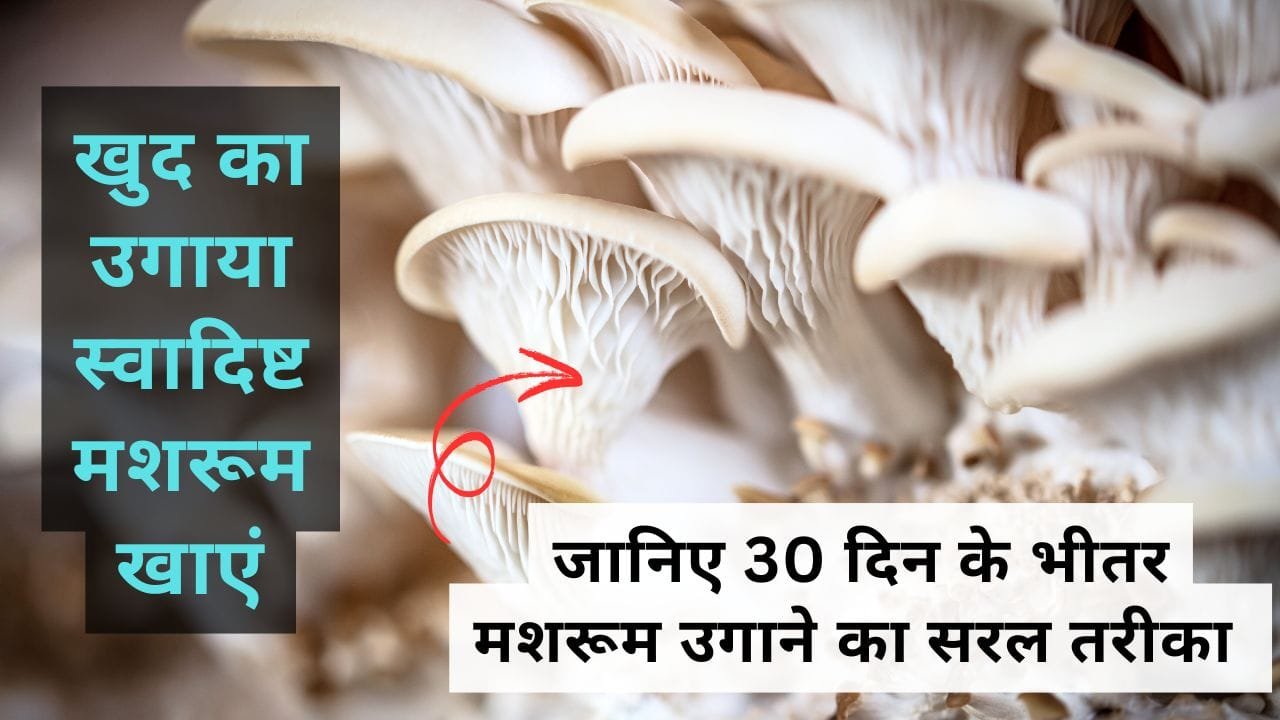 मशरूम उगाने का सरल तरीका