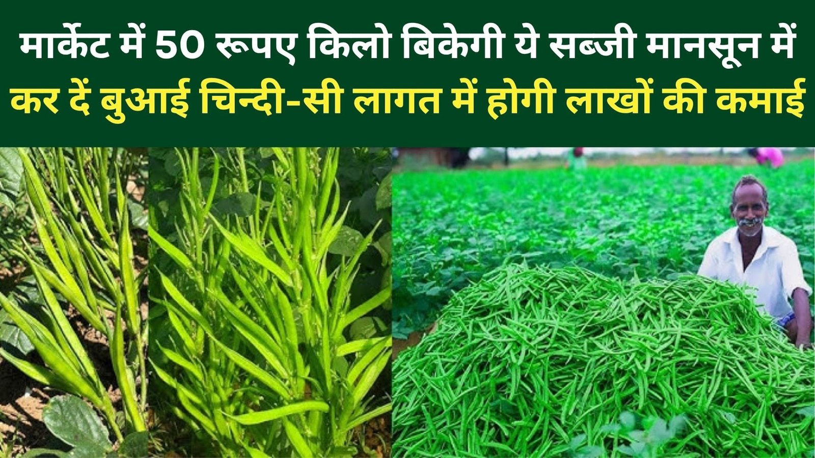 मार्केट में 50 रूपए किलो बिकेगी ये सब्जी, मानसून में कर दें बुआई चिन्दी-सी लागत में होगी लाखों की कमाई, जानिए नाम