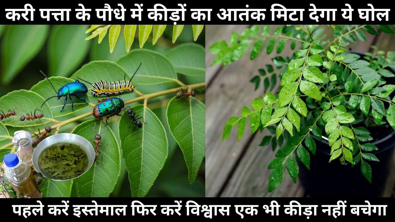 करी पत्ता के पौधे में कीड़ों का आतंक मिटा देगा ये घोल, ऐसे पहले करें इस्तेमाल फिर करें विश्वास एक भी कीड़ा नहीं बचेगा, जानिए नाम