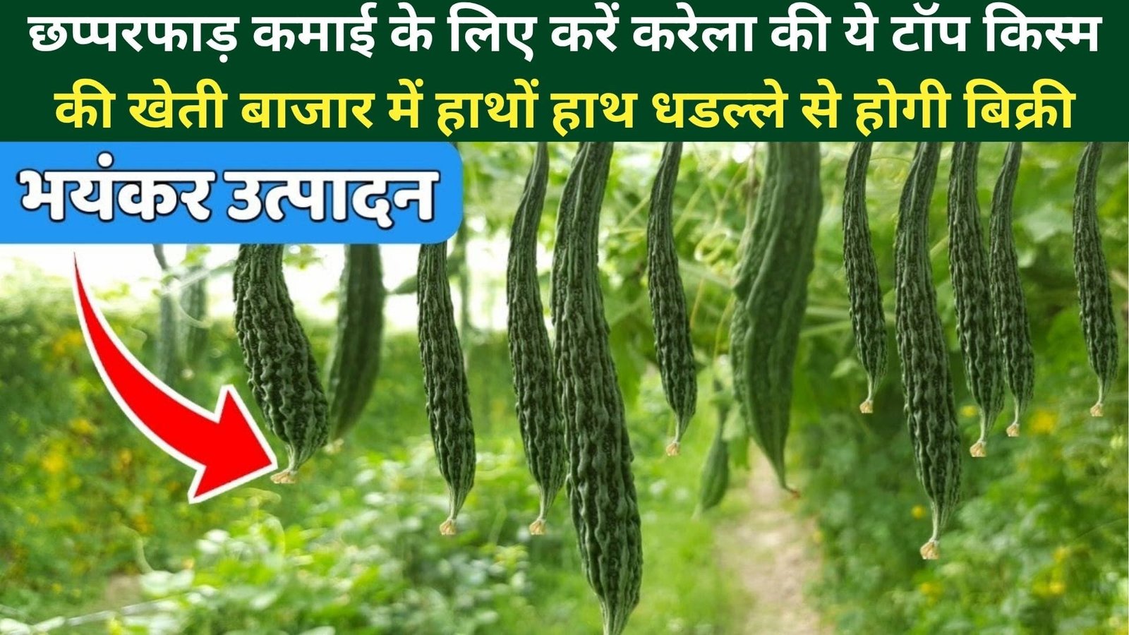 रिकॉर्डतोड़ उपज और छप्परफाड़ कमाई के लिए करें करेला की ये टॉप किस्म की खेती, बाजार में हाथों हाथ धडल्ले से होगी बिक्री, जानिए खासियत