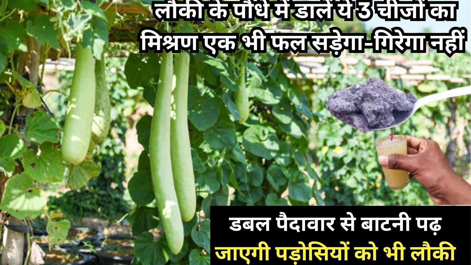 लौकी के पौधे में डालें ये 3 चीजों का मिश्रण, एक भी फल सड़ेगा-गिरेगा नहीं डबल पैदावार से बाटनी पढ़ जाएगी पड़ोसियों को भी लौकी
