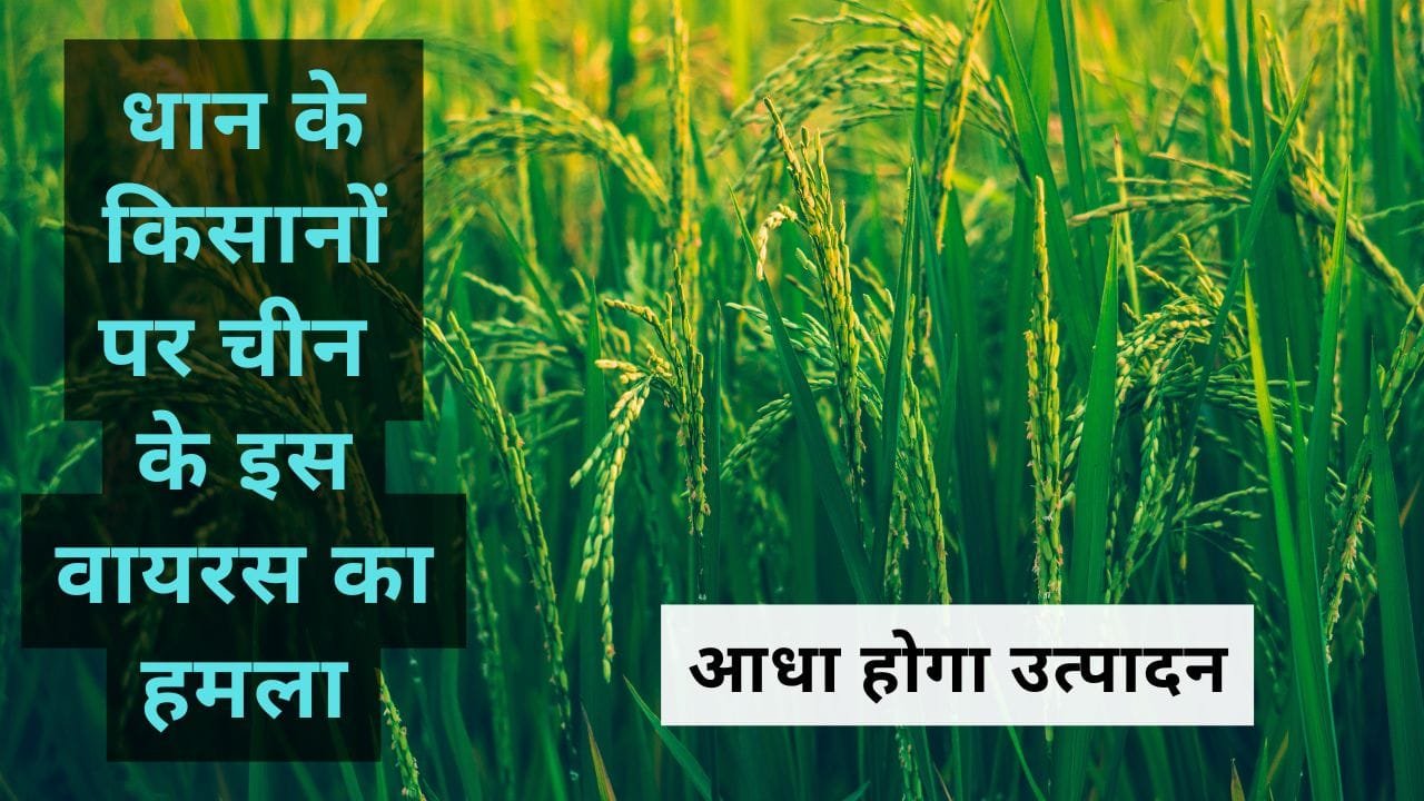 धान की फसल पर वायरस का आक्रमण
